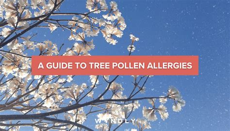 Tree Pollen Allergies Causes Symptoms And Treatment 2024 And Wyndly