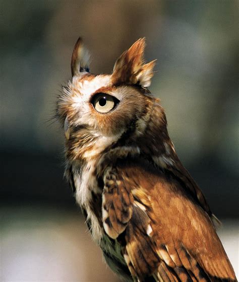 Eastern Screech Owl Tiny Hunter Of The Night My Chicago Botanic Garden