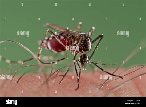 Female Aedes Albopictus The Asian Tiger Mosquito Biting On Human Skin