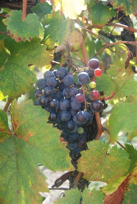 If planted in areas where winter is too mild, an olive tree won't enter. Fruit trees, vines & olives - casa nuova