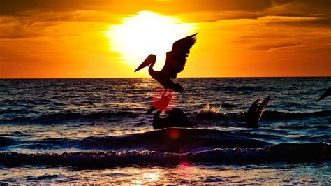 Sunset With Two Pelicans 1536 X 864 Hdtv Wallpaper