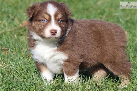 Akc Asca Blue Eyed Red Tri Male Avery Australian Shepherd Training Australian Shepherd Blue
