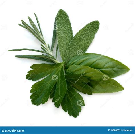 Fresh Herb Leaves Stock Photo Image Of Gourmet Herbal 14983302