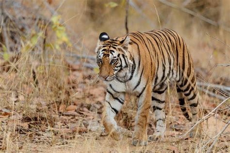 Tiger Bengal Tiger In Bandhavgarh National Park Stock Photo Image Of