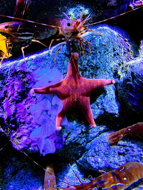The Internet Is Really Getting Behind This Sea Stars Big Booty