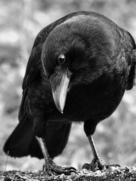 Pin By Farhad Ghaffari On Raven Pinterest Ravens Crows And Crows