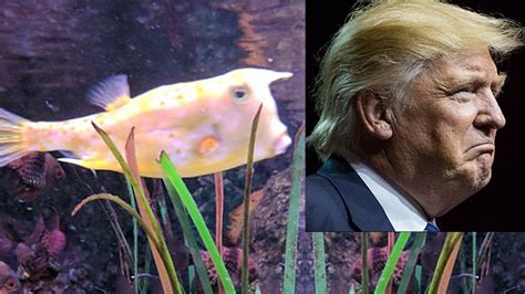 Are These Sea List Celebrities Fish That Looks Like Donald Trump