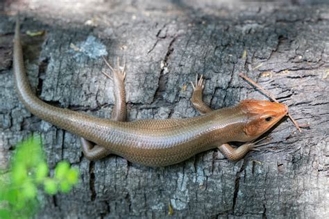 Broad Headed Skink South Carolina Partners In Amphibian And Reptile