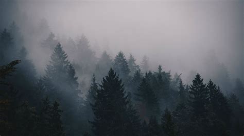 Fog 5k 4k Wallpaper Trees Forest Horizontal Фоновые изображения