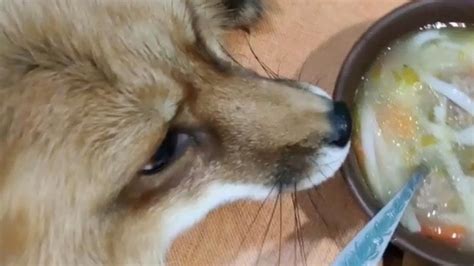 cheeky fox tries to steal owners soup youtube