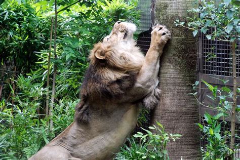 Copyright © 2021 カラオケうたてん all rights. 上野動物園東園 インドライオン （食肉目 ネコ科 keywordライオン ...