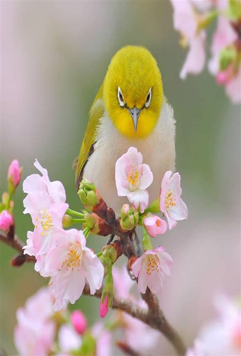 Pin By Ivanka Kostova On животни Beautiful Birds Bird Pictures Bird