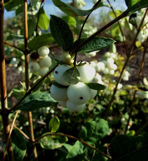 Snowberries Part Of Native Plant Landscaping Dockside Gre Flickr