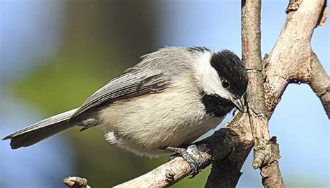 Common Maryland Backyard Birds Birdseed And Binoculars