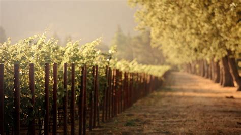 Vineyard Wallpapers Wallpaper Cave