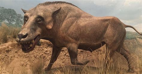Facts About Hell Pigs Giant Prehistoric Creatures That Weighed 2000 Lbs