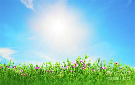 Summer Meadow Flowers In Green Grass Sunny Blue Sky Photograph By