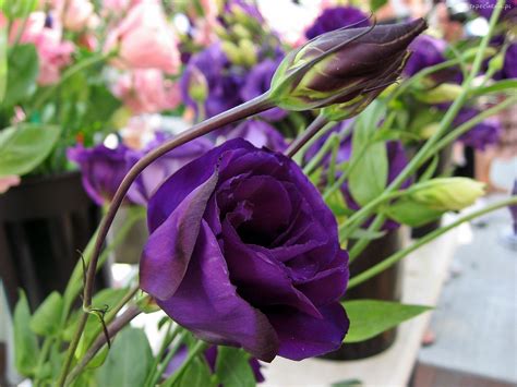 Check spelling or type a new query. Lisianthus Wallpapers Images Photos Pictures Backgrounds