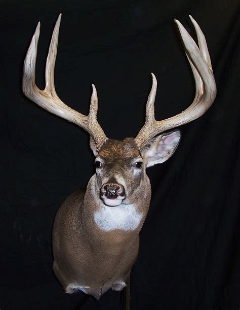 At One Time World Record 8 Point I Mounted Big Deer Deer Pictures