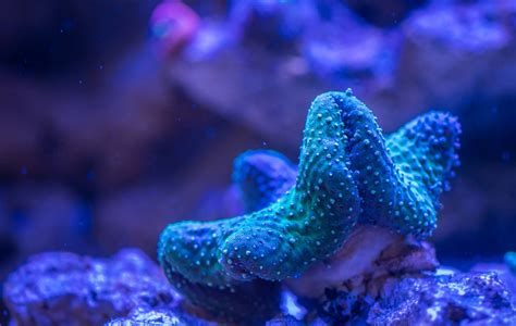 Free Images Coral Reef Invertebrate Marine Biology Natural
