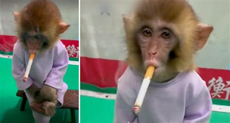 Monkey Forced To Smoke Cigarette At Chinese Zoo