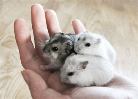 Funny Cute Hamsters Mini Hamster Babies Too Cute Or Funny Cute