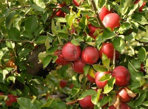 A cluster of apples growing on an apple tree | Apple tree, Apple ...