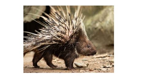 Do Porcupines Shoot Quills