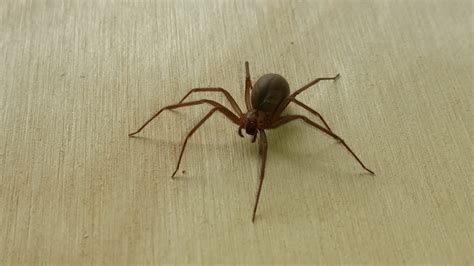 Brown Recluse Spider Close Bedbuginator