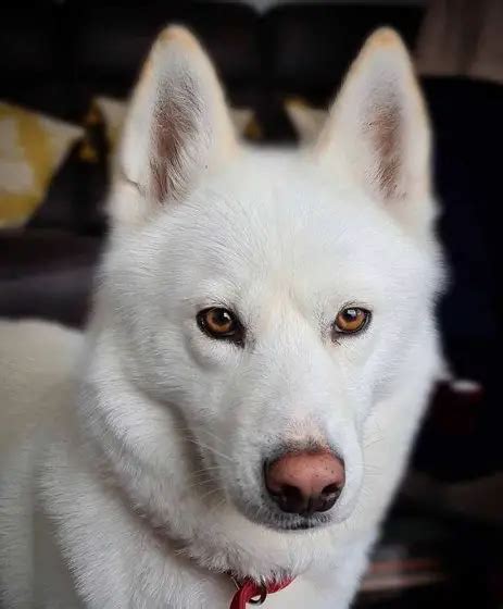 Husky Eye Color The Complete Guide