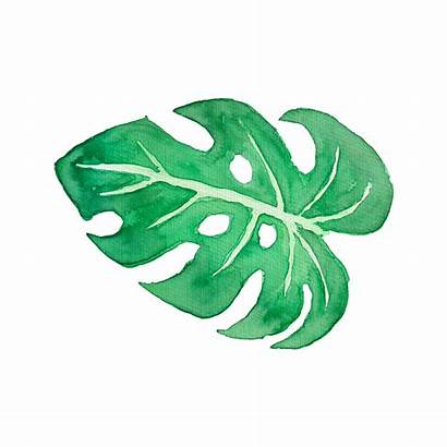 Watercolor Leaves Tropical Clip Clipart Leaf Transparent
