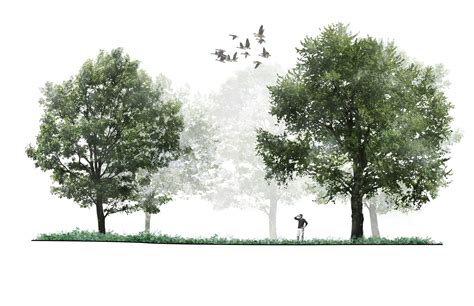 Raft Black Locust Savanna Section Landscape Architecture Graphics