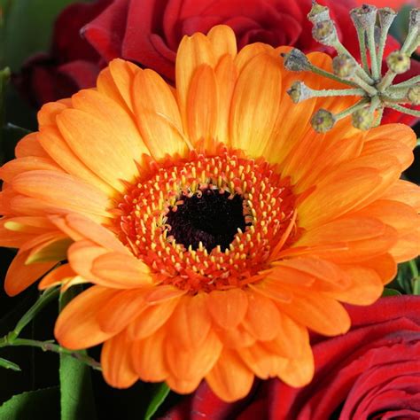 Gerbera Daisy Orange Luda Flower Salon