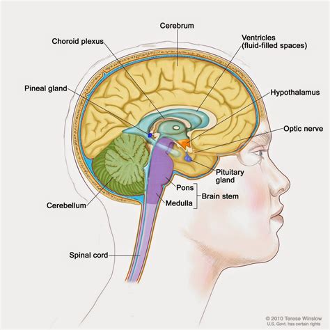 Diagram Of Pituitary And Pineal Glands In The Human Brain Vector My