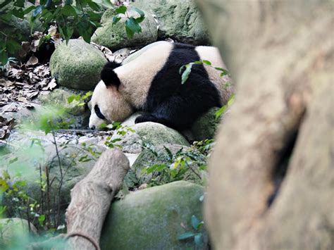 Why You Should See Giant Pandas In Chengdu Without A Tour — Mog And Dog