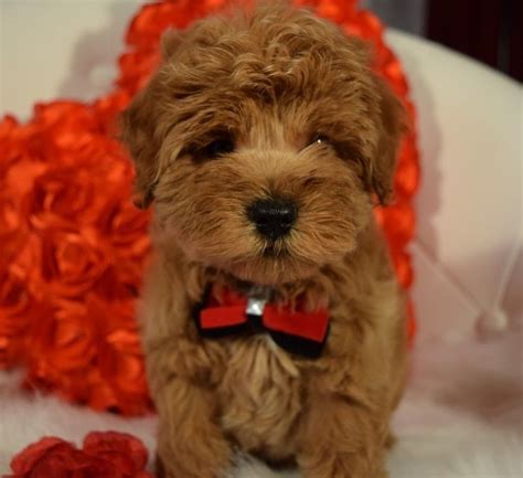 Cocker spaniel, cocker, merry cocker. Small Cockapoos: Reds and Creamy Buff colored pups."CLICK ...