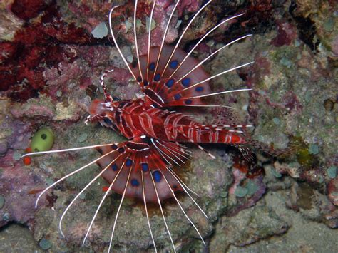 There are 1,300 supermarkets open. Free lion fish Stock Photo - FreeImages.com