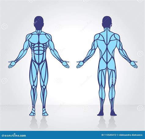 El Ser Humano Muscles Vector Del Modelo De La Anatomía Ilustración Del
