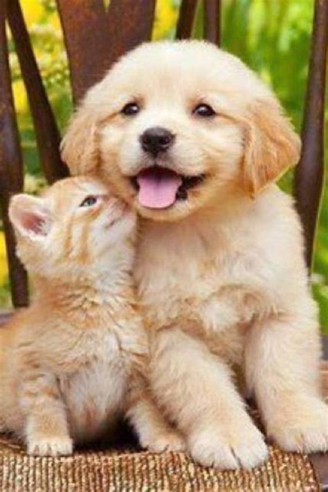 20 Best Cute Kittens And Puppies Together Images On Pinterest Fluffy