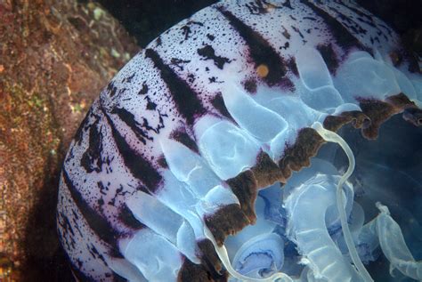 Purple Stripped Jellyfish Pelagia Noctiluca Purple Stripe Flickr
