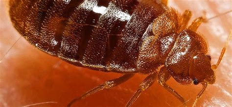 Bed Bugs Can Carry Dangerous Bacteria Healthy Food Near Me