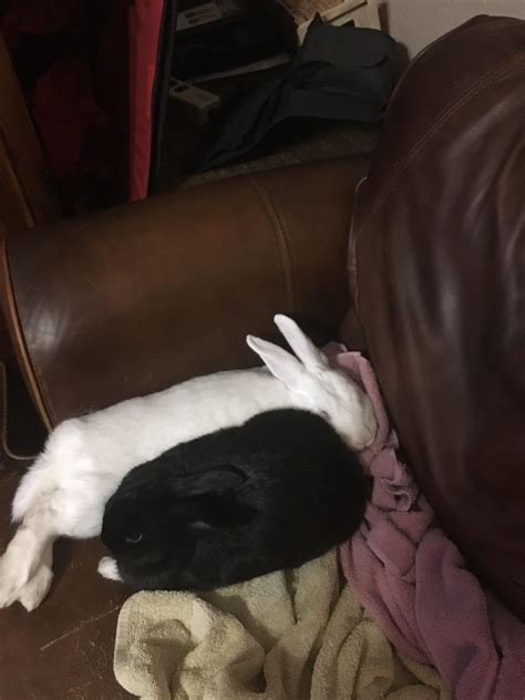 My Two Rabbit White Abbie Black Angelo Love This Couch Theres Claw