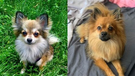 Please note that since this is a cross between a chihuahua and a pomeranian there could be some variances in the coat of the dog. Pomchi - Pomeranian Chihuahua mix - What's Good and Bad About Them