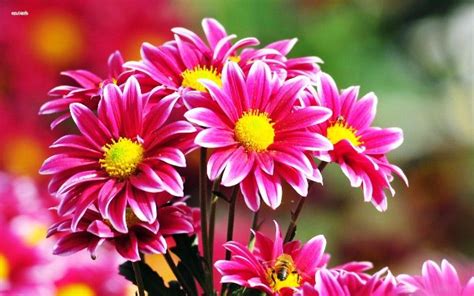 We did not find results for: Gambar Bunga Krisan Merah Yang Cantik | bunga | Pinterest
