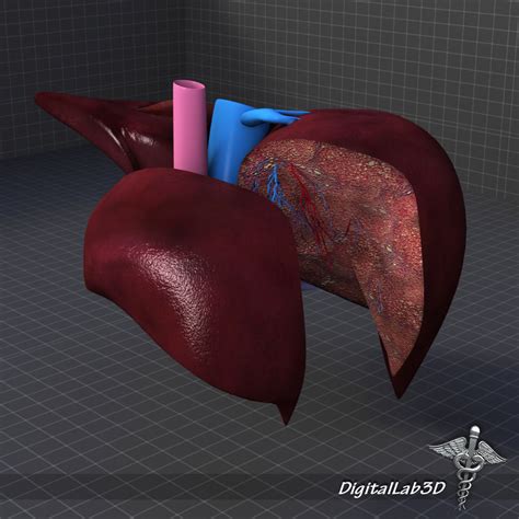 3d Diagram Of The Liver Surgical Anatomy Of The Liver Human Liver