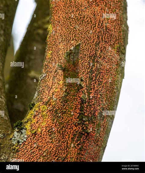 Orange Spots Caused By Coral Spot Fungus Disease Nectria Cinnabarina
