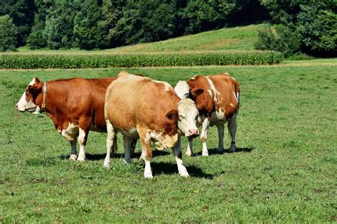 profitable small scale livestock farming ideas tips agri farming 2022
