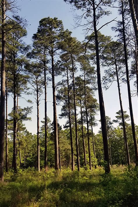 Loblolly Pines Encyclopedia Of Arkansas