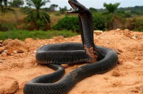 Les Serpents Les Plus Mortels Et Les Plus Venimeux Du Monde Et Vos