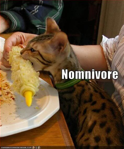 Cats Eating People Food Corn On The Cob Nom Nom Nom Quirky Cookery